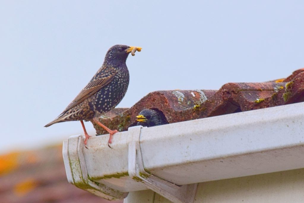 Quick Tips On How To Get Rid Of Birds Nests In Gutter Best Top Pick